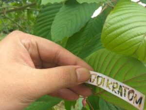 kratom vendors - kratom farm